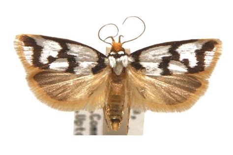 hermit moth|Xyloryctidae .